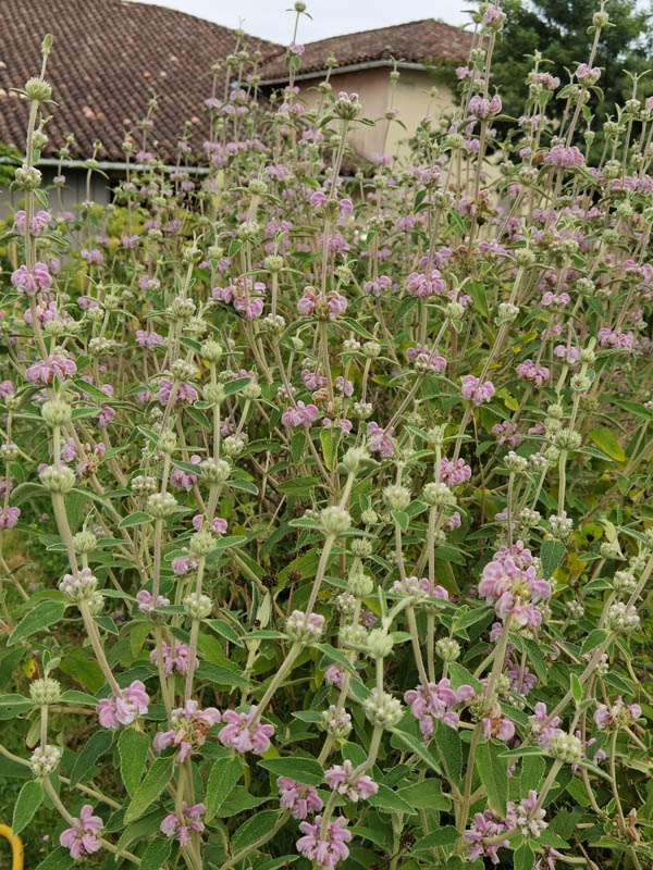 Phlomis purpurea photo